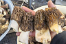Саратовцы собирают сморчки-гиганты тазиками